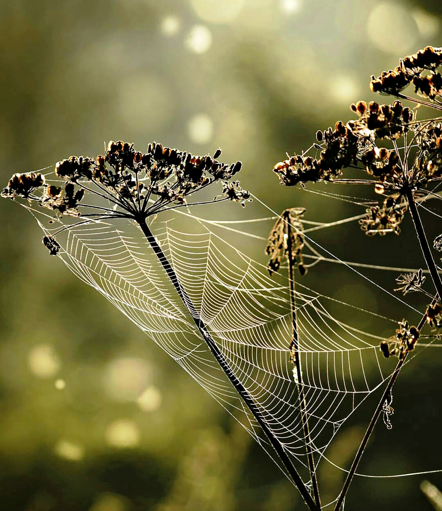  Foto: Spinnkunst von Frank Weber 